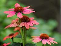 001_2017-08-23 16-51-29