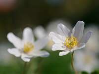 008_2019-04-15 15-47-24 (53)