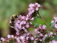 025_2019-07-29 15-24-09 (39)