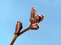 2020-04-07 17-11-37 (1003)_Stack30