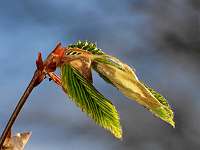 2020-04-07 17-26-31 (0829)_Stack40