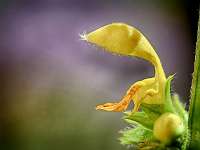 2020-04-09 16-16-37 (0286)_Stack40_NIK-HDR