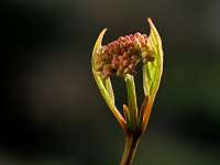 2020-04-11 16-28-26 (0560)_Stack30