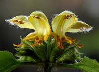 2020-04-11 16-46-35 (0409)_Stack40